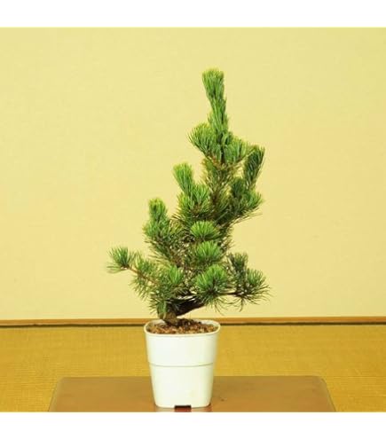 ビャクシン　盆栽 山野草）盆栽 ビャクシン 糸魚川真柏 4号（1ポット）の通販はau PAY