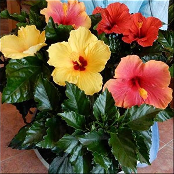 Amazon ハイビスカス 大株仕上げ アソート ミックス系 寄せ植え 今日は何色が咲くかな 花のおみくじ プラスチック鉢植えで軽量化 L サイズ ハワイ大好き夏の代表 観葉植物 オンライン通販