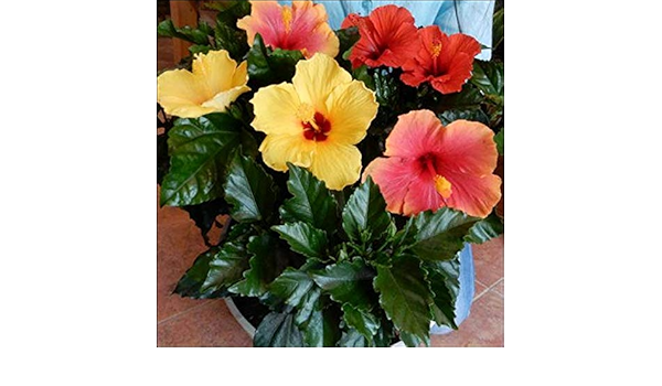 Amazon ハイビスカス 大株仕上げ 人気のアソート ミックス系 寄せ植え 今日は何色が咲くかな 花のおみくじ プラスチック鉢植えで軽量化 L サイズ ハワイ大好き 夏の代表 観葉植物 オンライン通販