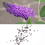 TOPmountain バタフライブッシュシード 50個 Buddleias Davidiiの種子 ガーデンバルコニー植物種子装飾
