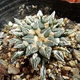 oriサボテン 白花姫牡丹 (多肉植物 サボテン 6cmポット)