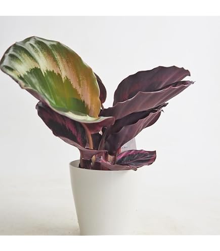 Amazon｜希少 美株 カラテア 観葉植物 マラント クロアマンニー 鉢ごと