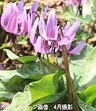 【訳アリ品】カタクリ (堅香子) 9cmポット苗 山野草【来春開花見込み苗】【紫桜館山の花屋】