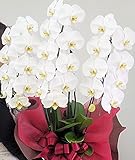 【大人気超特 大輪胡蝶蘭のお手頃輪数販売！】花びら約14〜16センチでなんと24輪～27輪 絶対肉厚【個数限定品につきご注文時に在庫切れの場合があります。ご確認ください】【※冬季から春などの繁忙期はツ