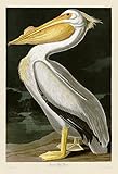 AmericanホワイトPelican byジョン・ジェームズ・オーデュボン動物鳥Seascapes Wildlifeキャンバス(サイズ選択) 45x30 Unstretched Canvas BM-