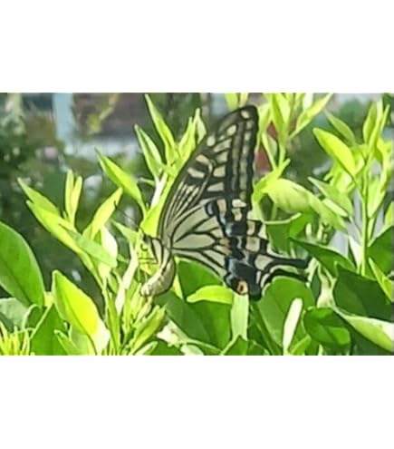 Amazon.co.jp: みかんの葉 若葉（50枚）農薬 柑橘類 葉 餌 アゲハ幼虫