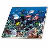 フローレンUnderwater Animals – Tropical Coral Reef Fish – タイル 6-Inch-Ceramic ct_44933_2