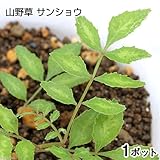 (山野草/盆栽/庭木)山菜 サンショウ(山椒)苗 3号(1ポット) 本州・四国限定[生体]