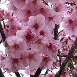 【ノーブランド品】[きれいなピンクの一重大輪・4月中旬開花]桜：陽光（ヨウコウ）桜接木苗4～5号ポット