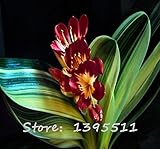 1bag = 100個安いクンシラン種子、クンシラン鉢植えの種子、盆栽バルコニーホームフラワー＆ガーデン