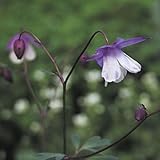 【山野草】二色風鈴オダマキ