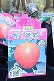 果樹苗　接木　柿　愛宕　1年生　【送料込価格】