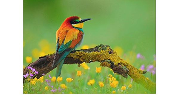 Amazon Co Jp 絵画風 壁紙ポスター はがせるシール式 カワセミ オレンジ 翡翠 川蟬 ソニドリ 鳥 キャラクロ Bkws 011a1 A1版 0mm 585mm 建築用壁紙 耐候性塗料 ホーム キッチン