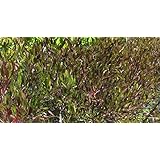 Amazon ドドナエア ホップブッシュの種 30粒 観葉植物 オンライン通販