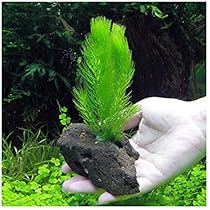 『マツモ ( 金魚藻 ) 』 1000g 1000MTM002 マツモ ( 金魚藻 ) 』 1000g 1000MTM002