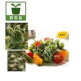 アイスプラント3号ポット 4株セット[人気沸騰中の珍しい野菜]