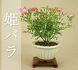 いよじ園 【】姫バラ -雅- （ピンク花）小品盆栽 お好みの鉢を選択できます♪ 【盆栽 いよじ園 伊予路園】【父の日ギフト】 ▼ご選択ください,イエロー