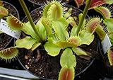 Dionaea muscipula Fussy Teeth - Venus fly trap - 3 seeds