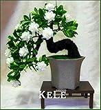 Big Promotion100 Pcs/Lot Gardenia Seeds (Cape Jasmine)* Home Garden Potted Bonsai, amazing smell & b