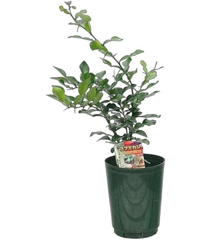 Amazon.co.jp: コブミカン 4号 接ぎ木 ポット苗 バイマックルー