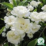 バラ苗 【モッコウバラ 白花（CL） 一季咲き】 プラスチック鉢植えアーチ向け 薔薇 ローズ