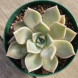 ピンクプリティー 7.5cmポット グラプトベリア Graptoveria 'Pink Pretty' 福岡県産 多肉植物 多肉 観葉植物 インテリアグリーン 寄せ植えに