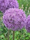 秋植え球根 アリウム グローブマスター 1球パック