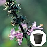 ホーリー バジル / トゥルシー 栽培 セット / ハーブ / 軽量 プラスチック 鉢 プランター / ダークブラウン