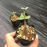 コーデックス:アデニウム(砂漠のバラ) オベスム×アラビカム*幹幅1.5cm