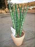 サンセベリア・スタッキー・サンスベリア 陶器鉢植え