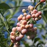 [ラビットアイ系]ブルーベリー：フロリダローズ5号ポット[ピンク実のブルーベリー！][苗木] ノーブランド品