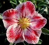 アデニウム アラビカム オベスム 砂漠のバラ塊根植物 Adenium obesum Desert Roses no.23 CLARET-TIGER