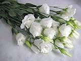 プリティマーメイド 生花 切花 切り花 トルコヤエホワイト ボレロホワイトなど5本