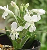 Lapeirousia pyramidalis ssp pyramidalis - Lapeirousia - 5 seeds