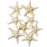 東京堂 ドライフラワー コブヒトデ(白) ミニ (6コ入り) FD005553