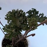 ツワブキ：福寿牡丹（フクジュボタン）5号鉢植え[強い獅子芸の小型石蕗]