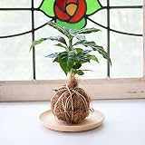 【選べる仕立て】苔玉 コーヒーの木／ココボール コーヒーの木 常滑焼受け皿付 (Ｂ：ココボール仕立て, ２：ベージュ)