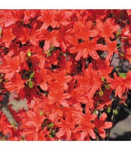 Amazon.co.jp: 『植木/庭木/苗木』淀川つつじ（ヨドガワツツジ）牡丹
