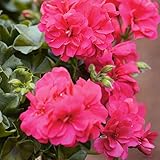 アイビーゼラニウム：ｐacエミー3.5ポット 2株セット ノーブランド品