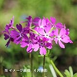 山野草:日本サクラソウ(桜草) 9cmポット苗40ポットセット【紫桜館山の花屋】