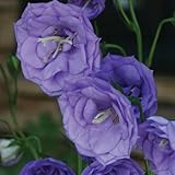 【ノーブランド品】カンパニュラ：ブルーデライト3号ポット 2株セット[八重カップ咲のツリガネソウ]