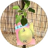 リンゴ 苗木 祝 13.5cmポット苗 いわい りんご 苗 林檎