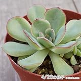 ハナウララ 花うらら 7.5cmポット エケベリア Echeveria pulidonis 福岡県産 多肉植物 多肉 観葉植物 インテリアグリーン 寄せ植えに