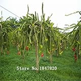 AAA 2016盆栽ピタヤ種子200pcsのは、庭送料無料のためにfurit種子新規工場を混ぜ10kinds