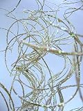 自然Curly TingホワイトSparkle ( 32 Stems ) 27 "