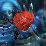 Tracer [アナログ盤 / 2LP] (RS1208LP)