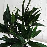 アオキ：ホソバアオキ（細葉）5号ポット[低木・日陰向き]