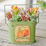 多肉植物 寄せ植え taniku フルーツビンテージ缶 スクエア Mサイズ ( ジューシー オレンジ 柄 )