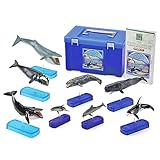 カロラータ 哺乳類 フィギュア ( 立体図鑑 ) クジラ/イルカ リアル フィギュアボックス [解説書/スタンド付き] 食品衛生法クリア 8種