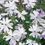 生育旺盛 シンジェンタの栄養系・宿根草 シバザクラ(芝桜) エメラルドクッションブルー １株